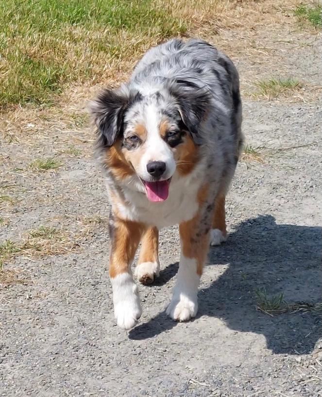 Saphir of Fantasia Collies