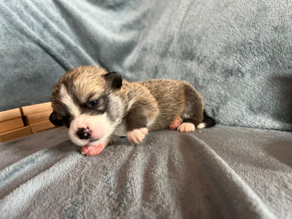 De La Baie Des Deux G - Chiots disponibles - Welsh Corgi Pembroke