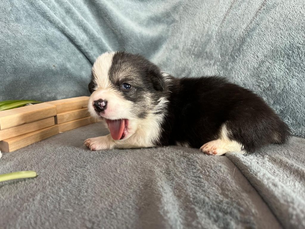De La Baie Des Deux G - Chiots disponibles - Welsh Corgi Pembroke