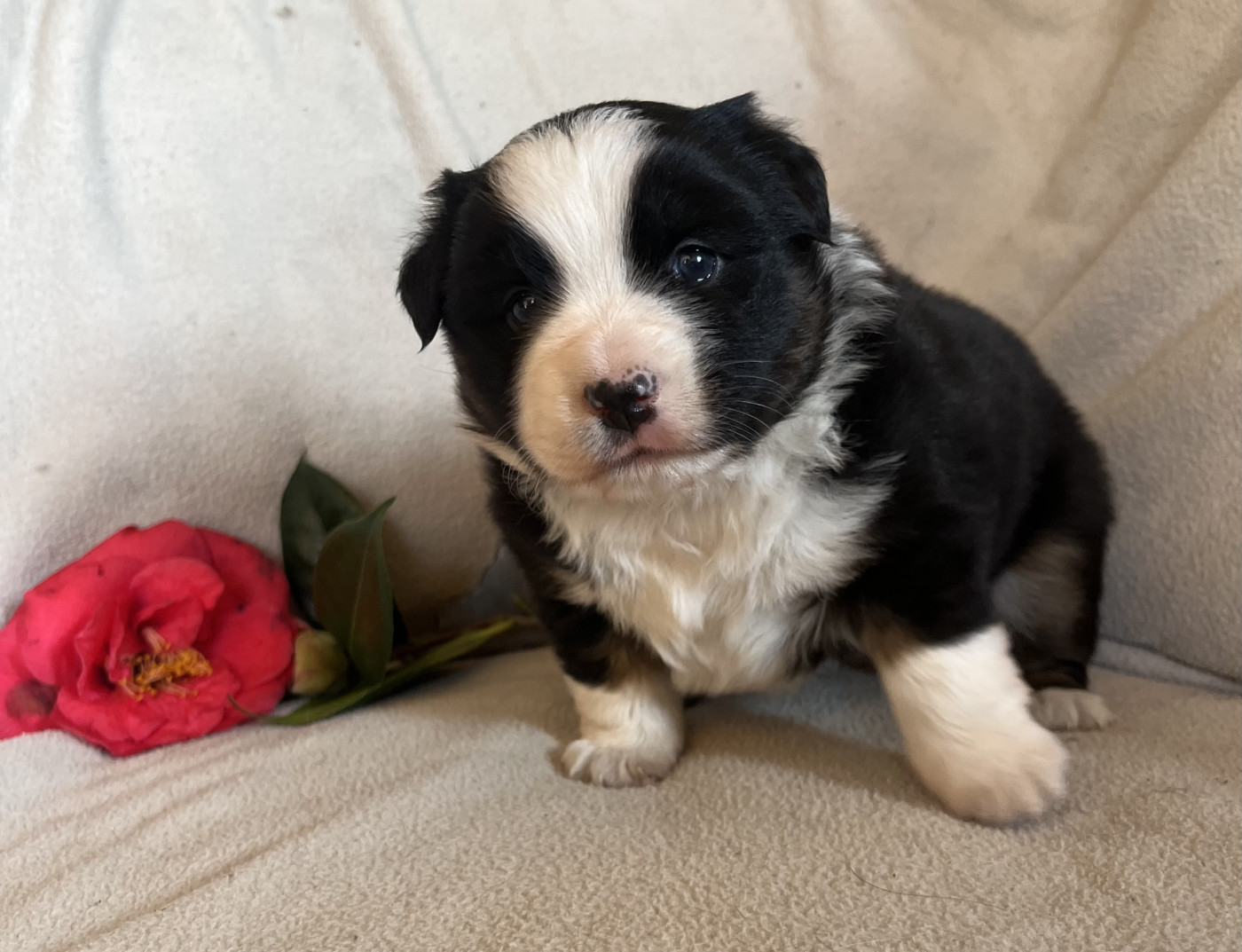 Chiot Berger Américain Miniature  De La Baie Des Deux G