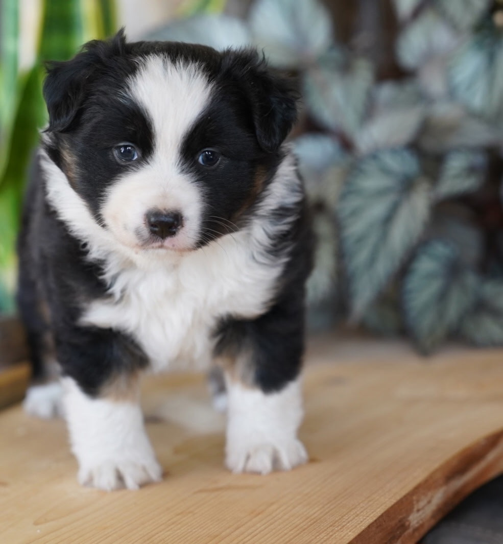 De La Baie Des Deux G - Chiots disponibles - Berger Américain Miniature 