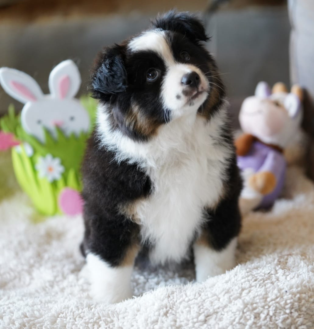 De La Baie Des Deux G - Chiots disponibles - Berger Américain Miniature 