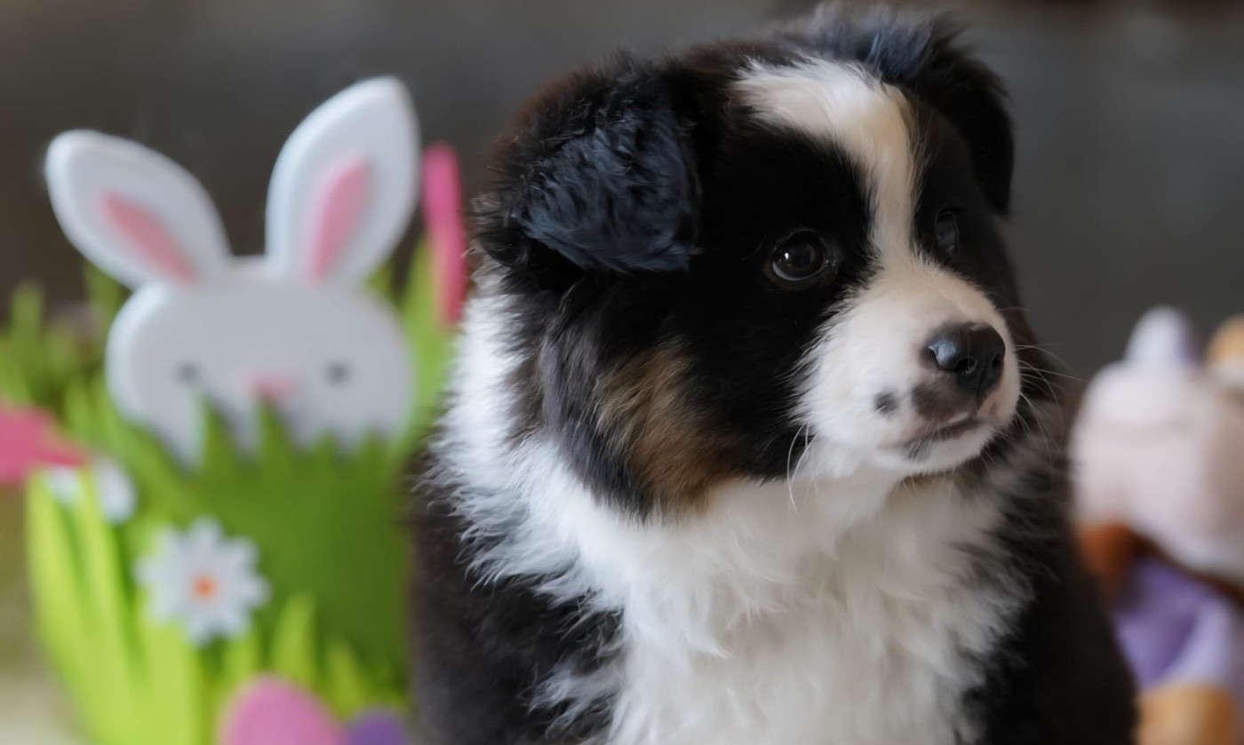 Chiot Berger Américain Miniature  De La Baie Des Deux G