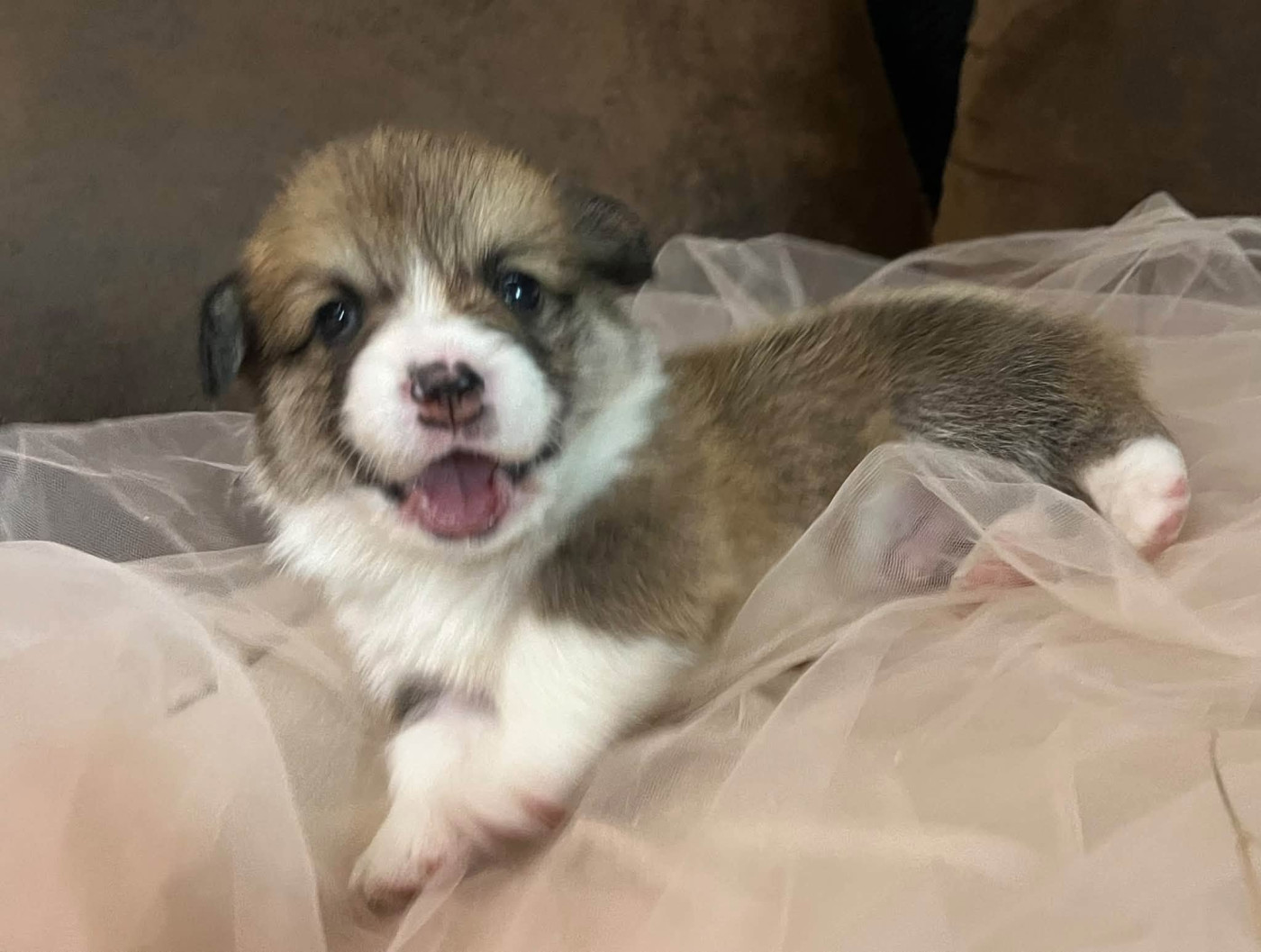 De La Baie Des Deux G - Chiots disponibles - Welsh Corgi Pembroke