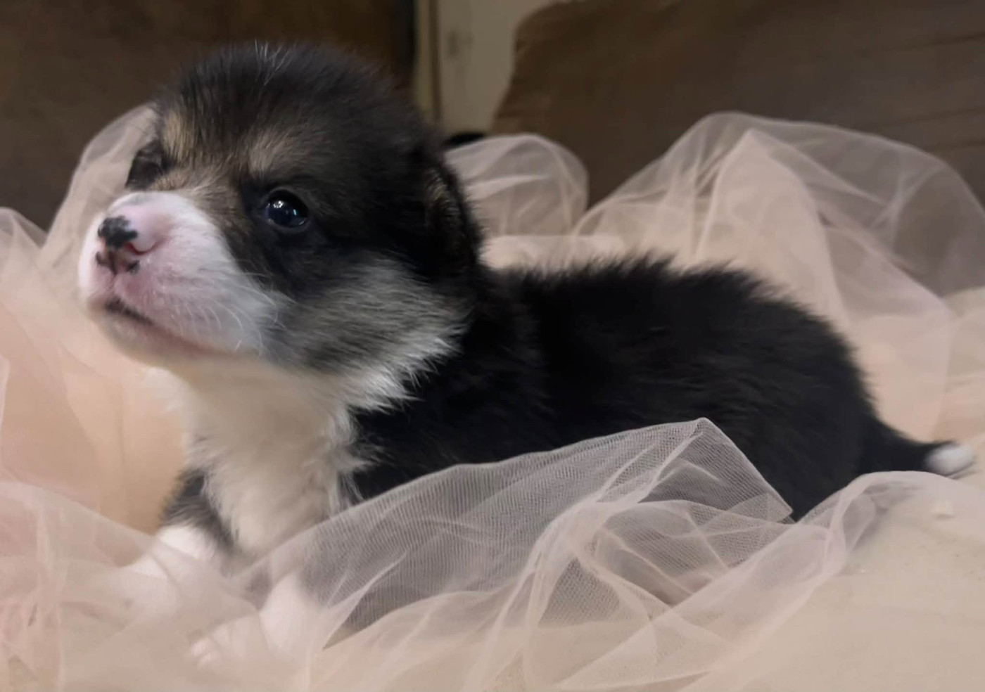 De La Baie Des Deux G - Chiots disponibles - Welsh Corgi Pembroke