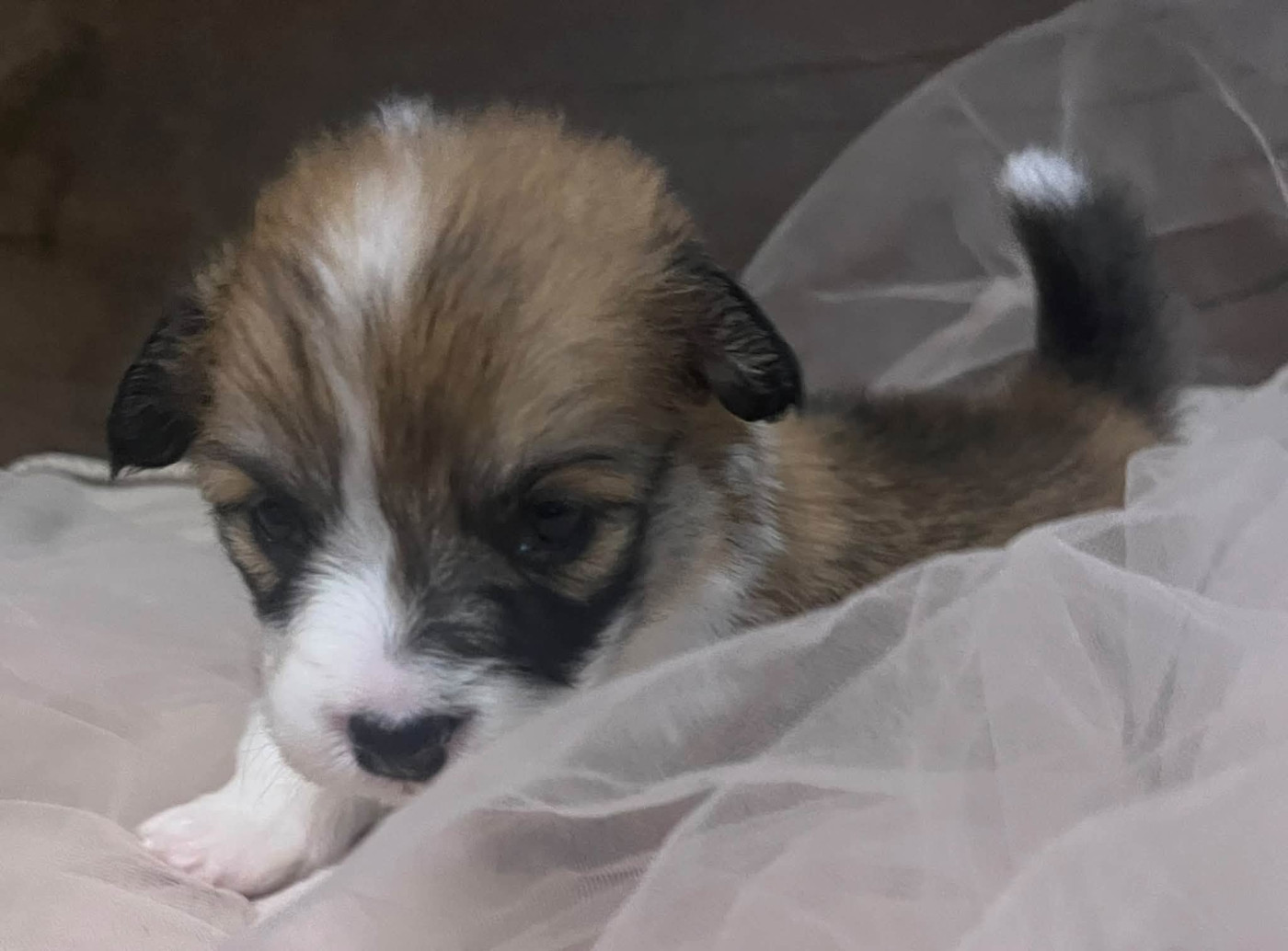 De La Baie Des Deux G - Chiots disponibles - Welsh Corgi Pembroke