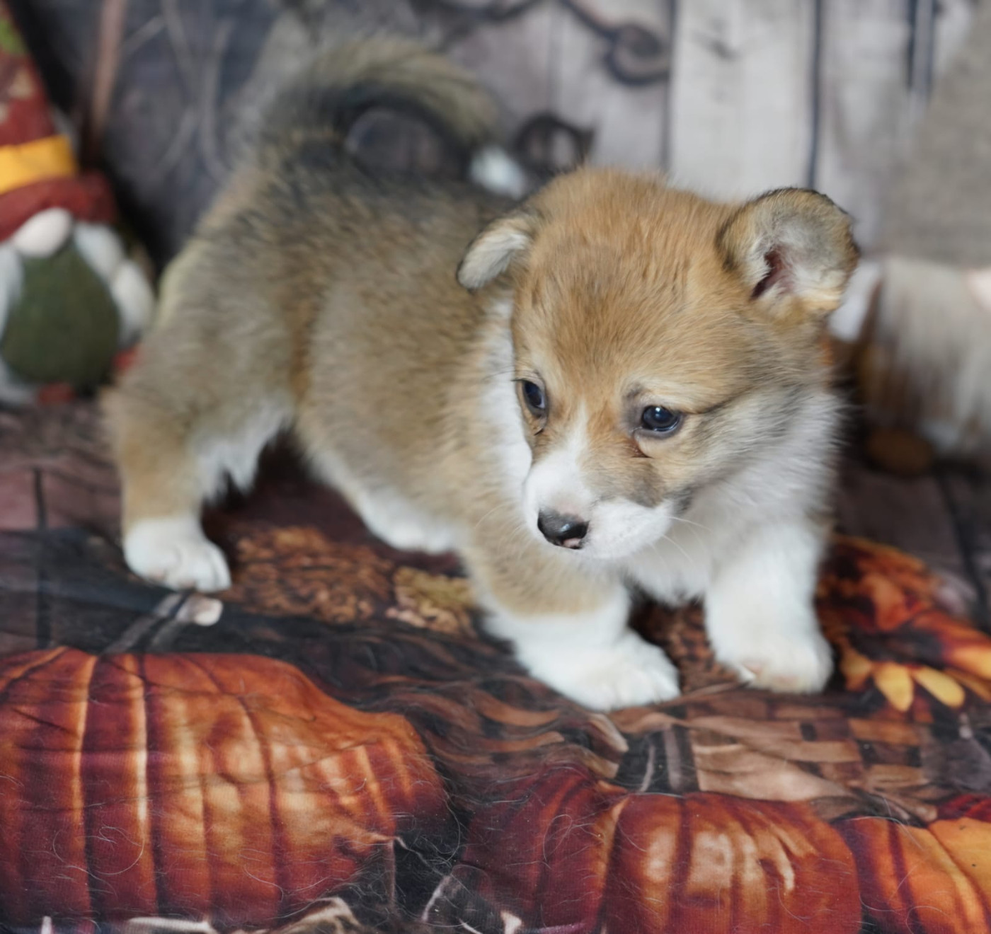 De La Baie Des Deux G - Chiots disponibles - Welsh Corgi Pembroke