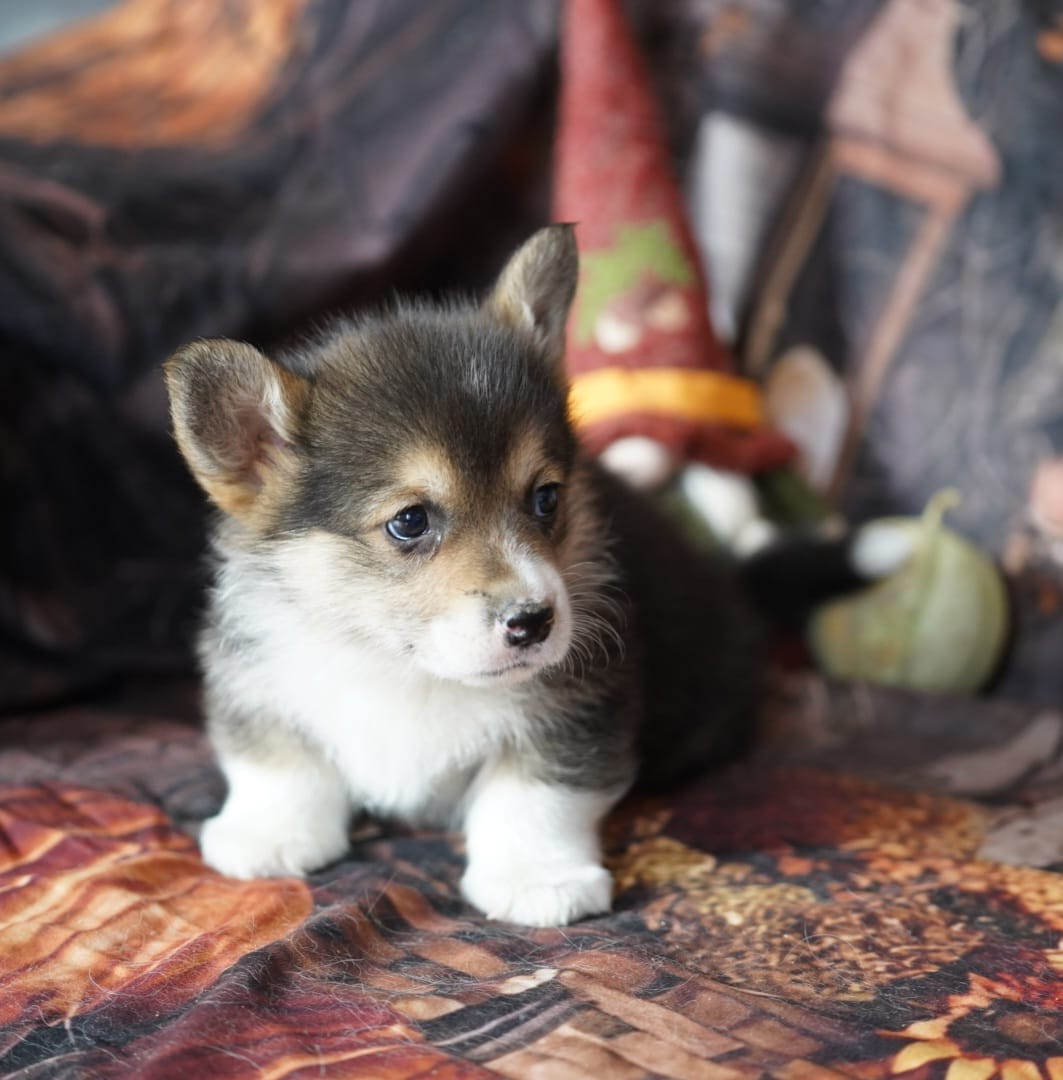 De La Baie Des Deux G - Chiots disponibles - Welsh Corgi Pembroke