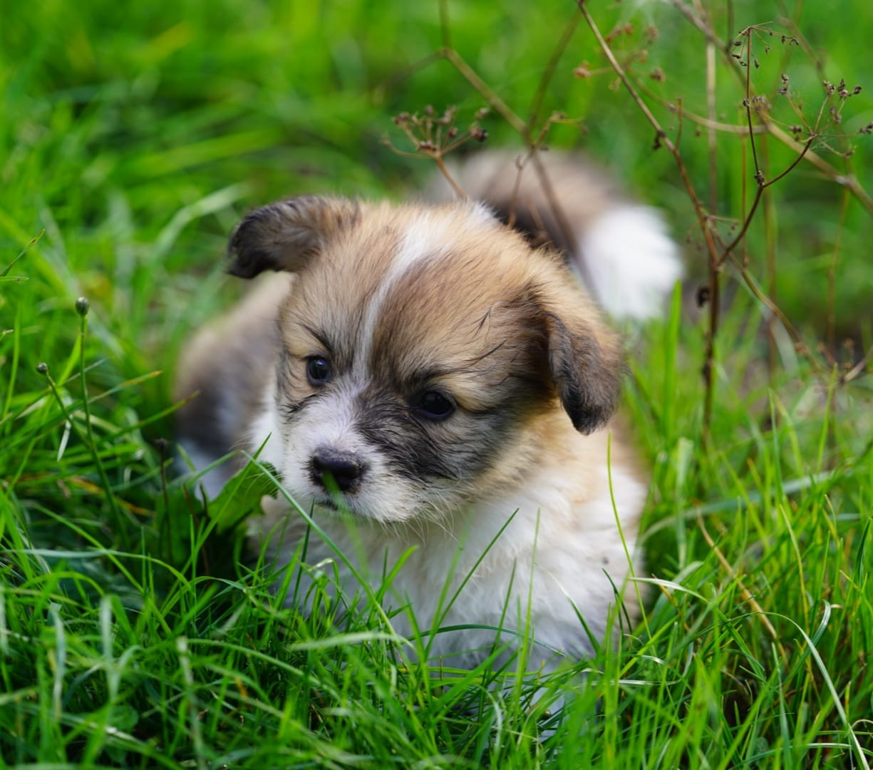 De La Baie Des Deux G - Chiots disponibles - Welsh Corgi Pembroke