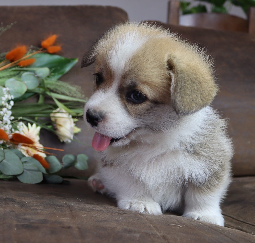 De La Baie Des Deux G - Chiots disponibles - Welsh Corgi Pembroke