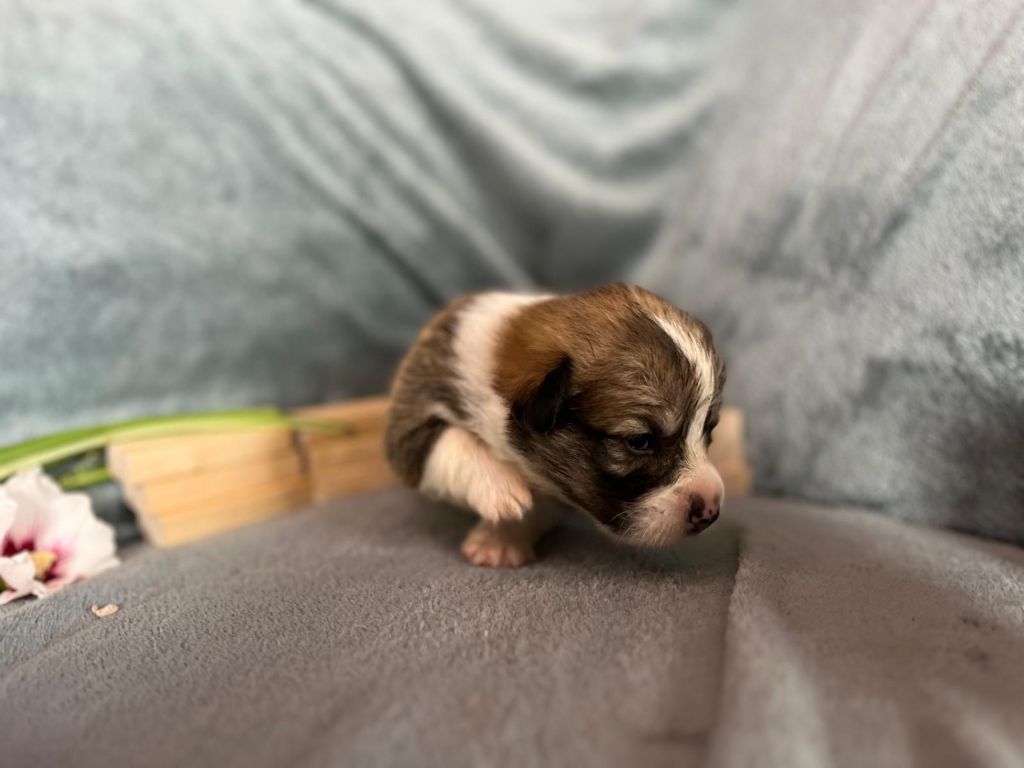 De La Baie Des Deux G - Chiots disponibles - Welsh Corgi Pembroke