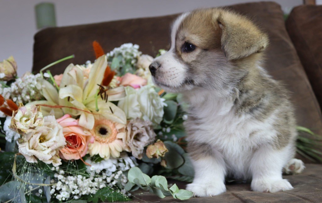 De La Baie Des Deux G - Chiots disponibles - Welsh Corgi Pembroke