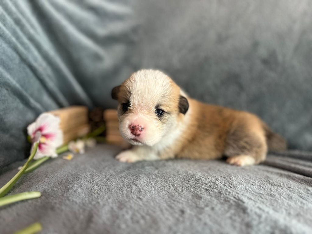 De La Baie Des Deux G - Chiots disponibles - Welsh Corgi Pembroke