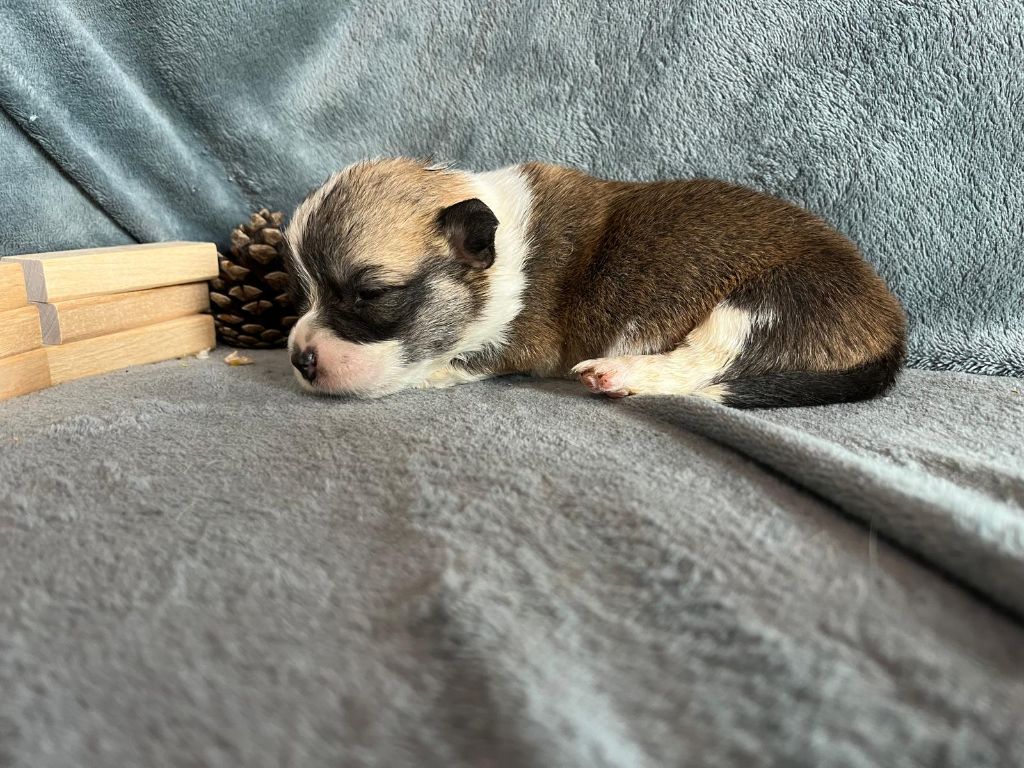 De La Baie Des Deux G - Chiots disponibles - Welsh Corgi Pembroke