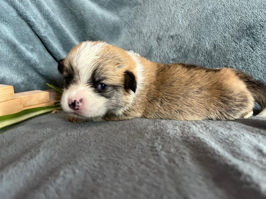 De La Baie Des Deux G - Chiots disponibles - Welsh Corgi Pembroke
