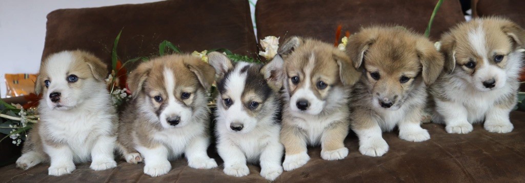 Chiot Welsh Corgi Pembroke De La Baie Des Deux G
