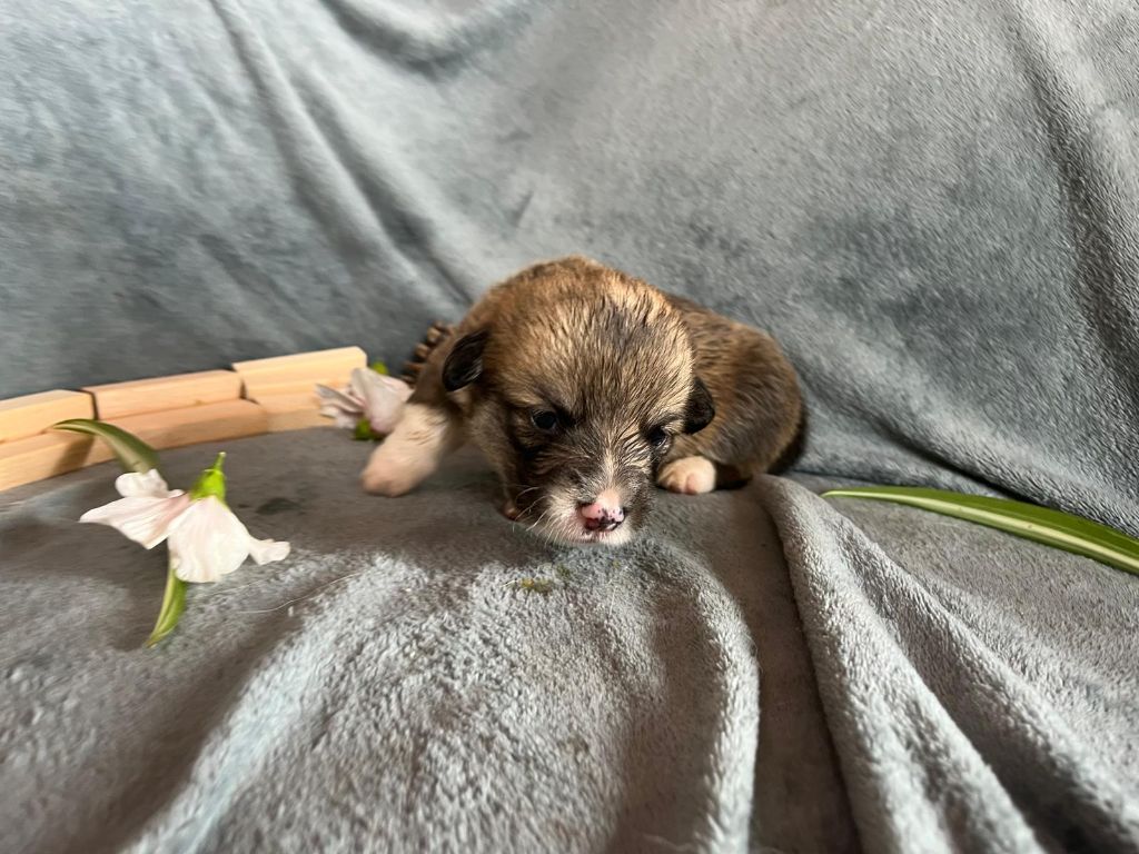 De La Baie Des Deux G - Chiots disponibles - Welsh Corgi Pembroke